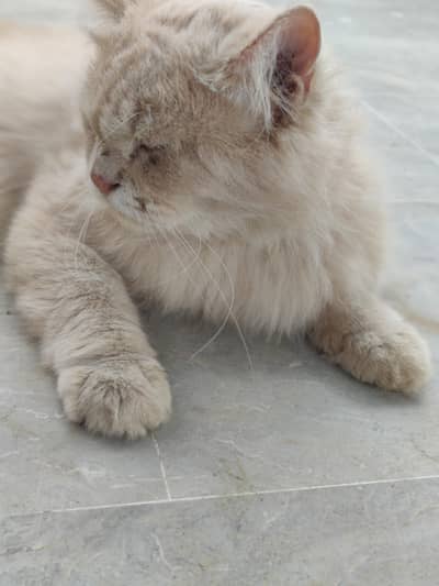 Persian male cat