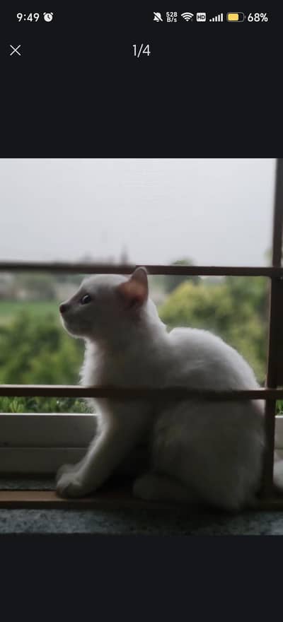 pure white Persian cat 2 coated