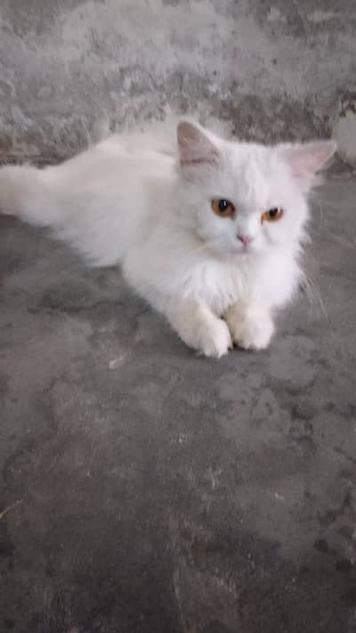 Persian female cat