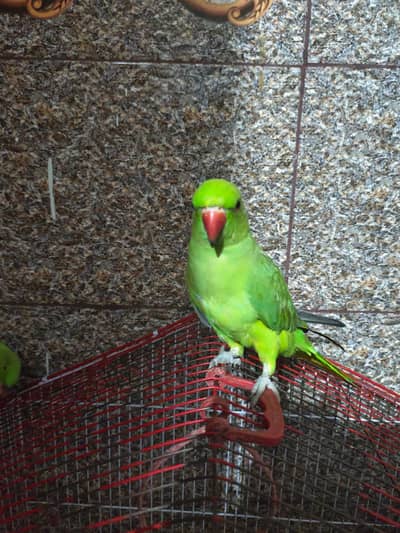 Hand Tamed Parrots | available for sale |