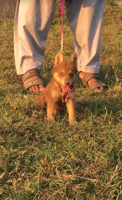 Siberian husky male puppy