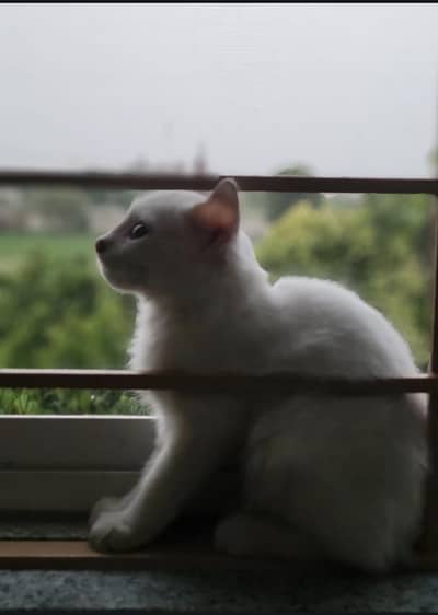 pure white Persian cat 2 coated