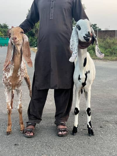 4 dant | Makhi Cheeni | Beetal | Goat | بکرا | bakra | bakri