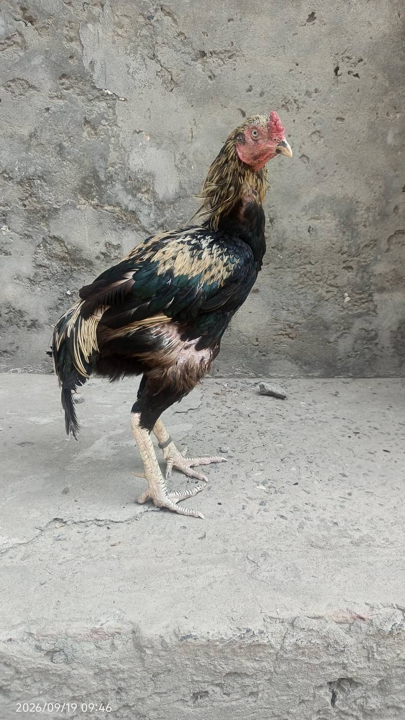 Java aseel 2