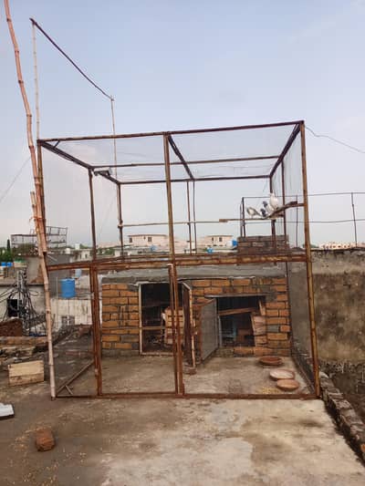 kabutr jaal urgent sale