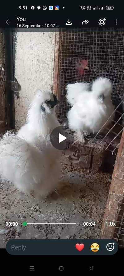 white silki for sale