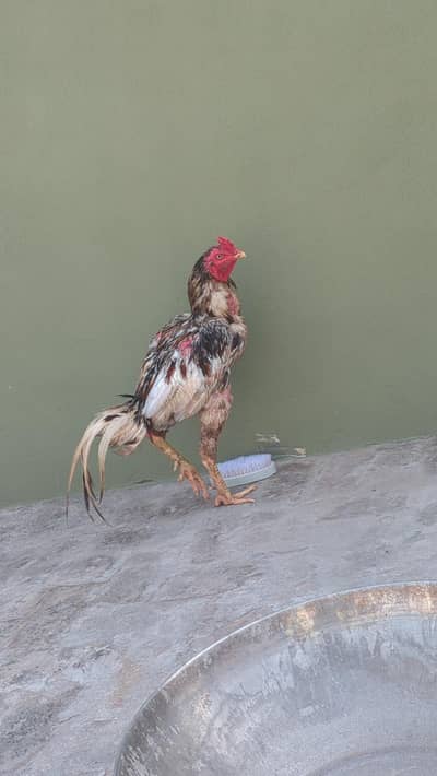 Aseel male female and chicks