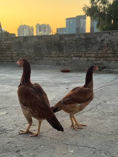 2 Aseel hens for sale