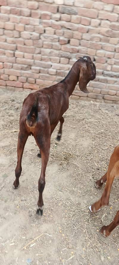قربانی کے لیے بکرے اور بکریاں دستیاب ہیں