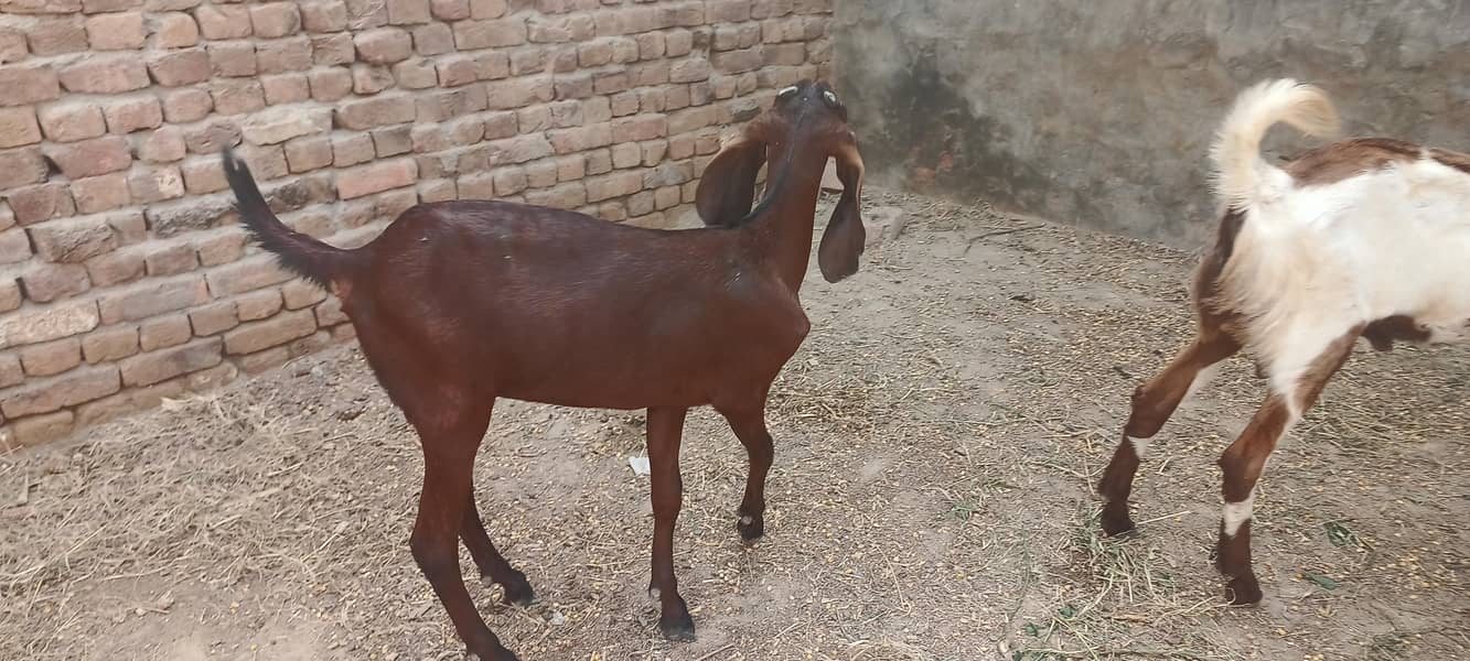 قربانی کے لیے بکرے اور بکریاں دستیاب ہیں 1