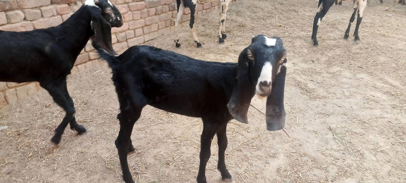 قربانی کے لیے بکرے اور بکریاں دستیاب ہیں 2