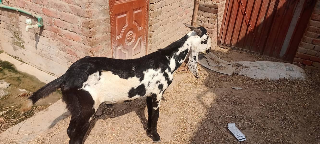 قربانی کے لیے بکرے اور بکریاں دستیاب ہیں 3