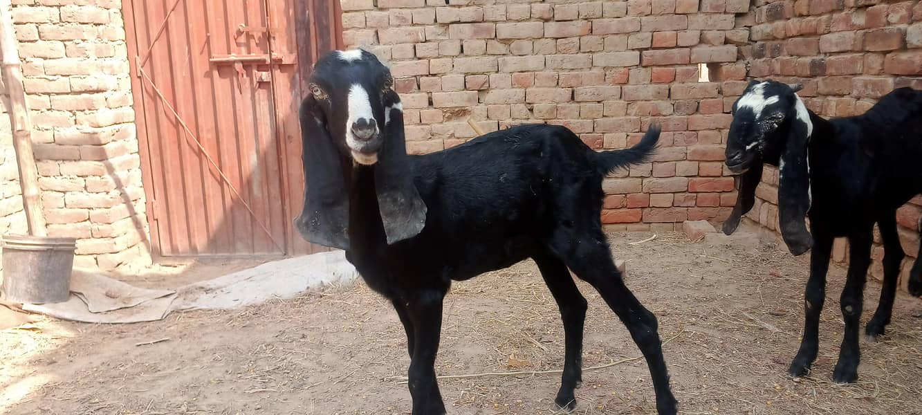 قربانی کے لیے بکرے اور بکریاں دستیاب ہیں 5