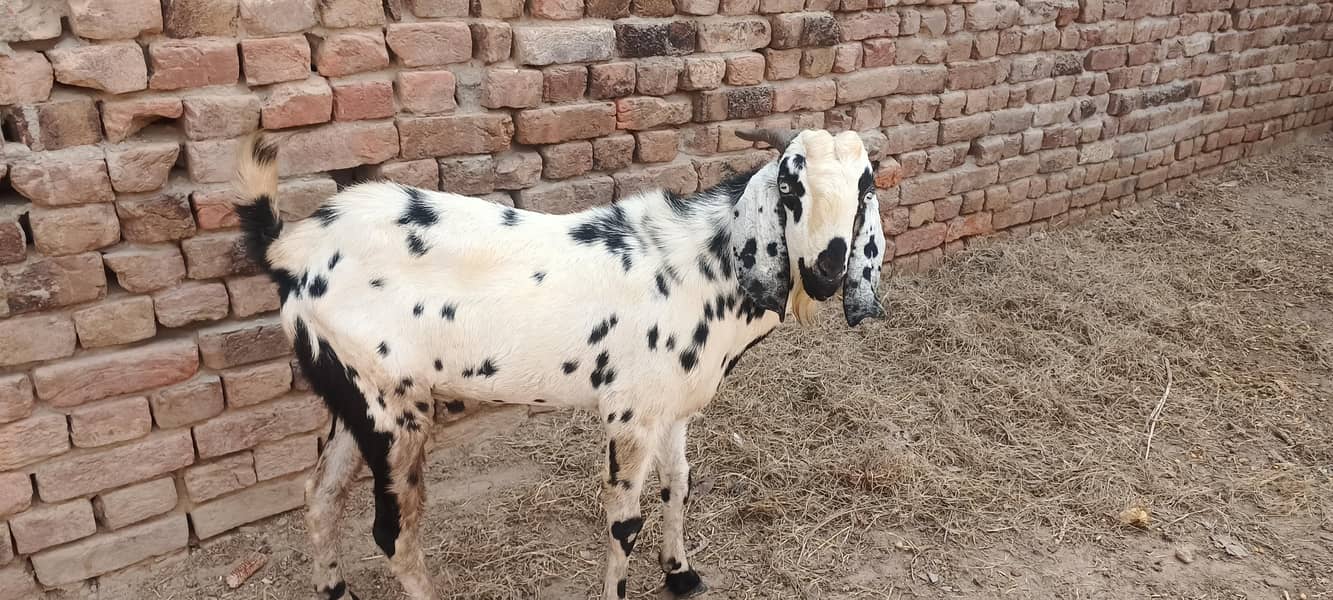 قربانی کے لیے بکرے اور بکریاں دستیاب ہیں 6