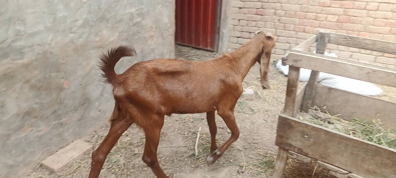 قربانی کے لیے بکرے اور بکریاں دستیاب ہیں 8