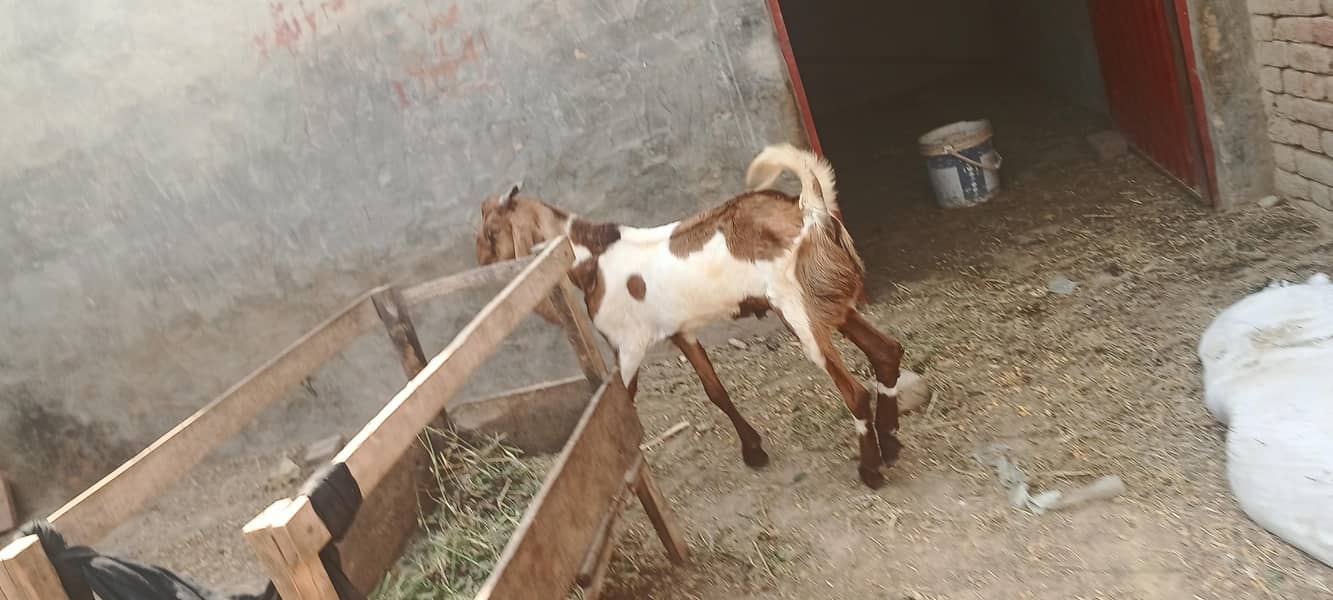قربانی کے لیے بکرے اور بکریاں دستیاب ہیں 12