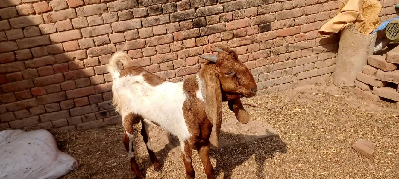 قربانی کے لیے بکرے اور بکریاں دستیاب ہیں 13