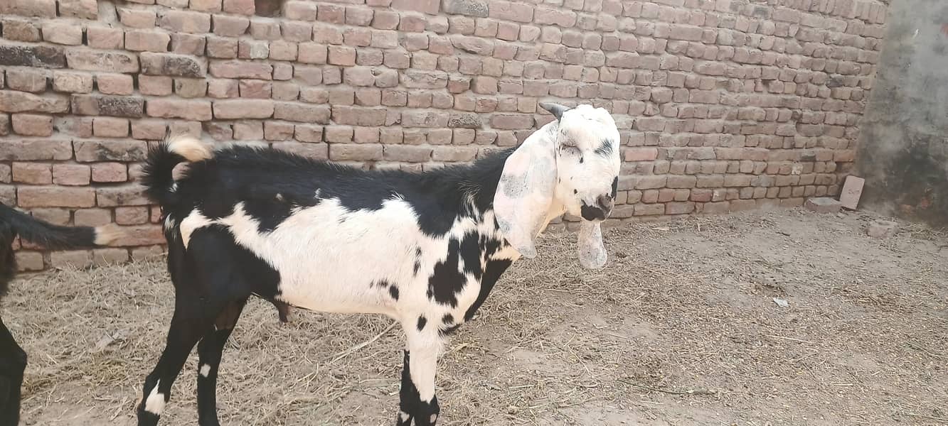 قربانی کے لیے بکرے اور بکریاں دستیاب ہیں 14