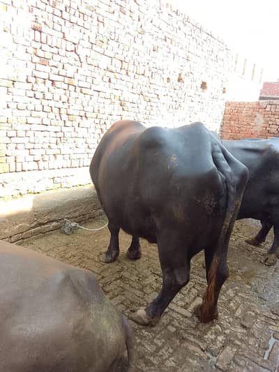 تیسری بار سوی ہیے اور مگر کٹا ہیے