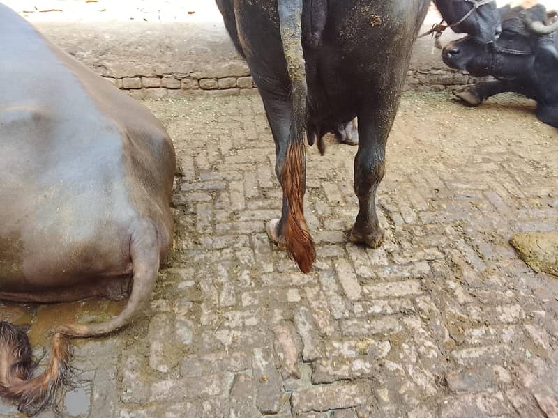 تیسری بار سوی ہیے اور مگر کٹا ہیے 1