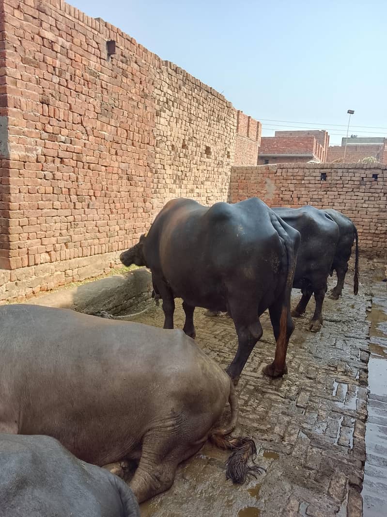 تیسری بار سوی ہیے اور مگر کٹا ہیے 2