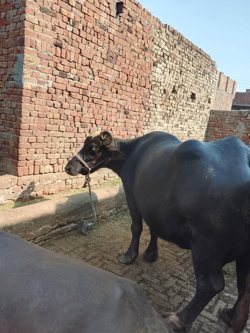 تیسری بار سوی ہیے اور مگر کٹا ہیے 4