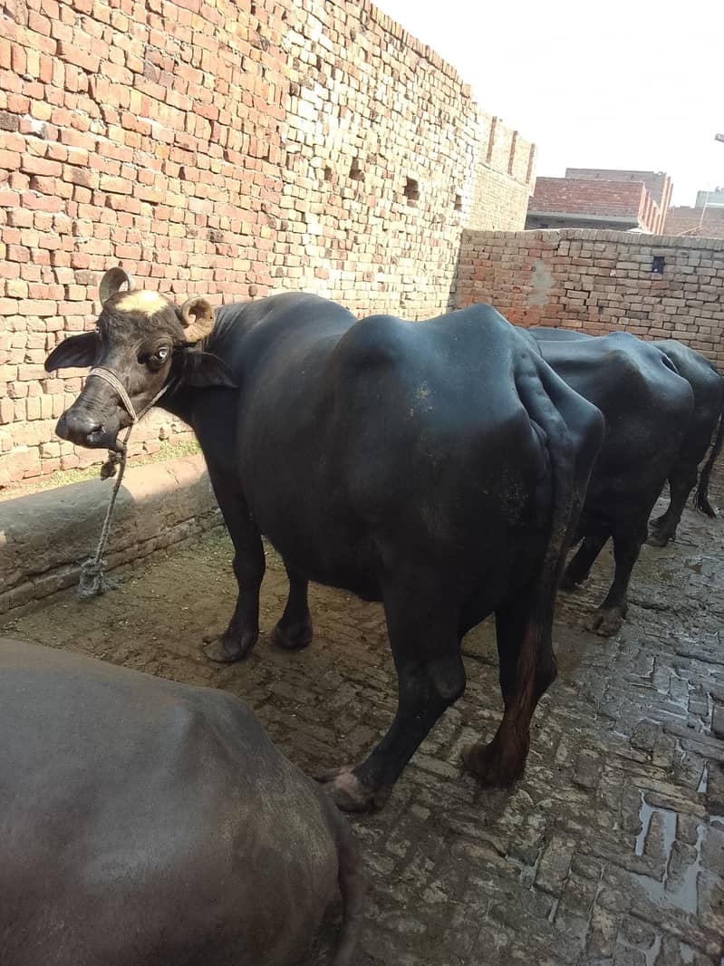 تیسری بار سوی ہیے اور مگر کٹا ہیے 5