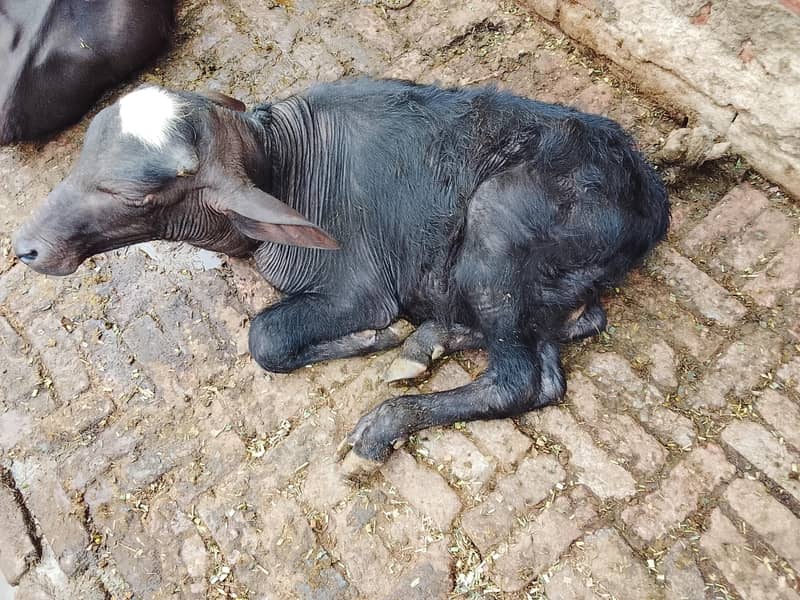 تیسری بار سوی ہیے اور مگر کٹا ہیے 6