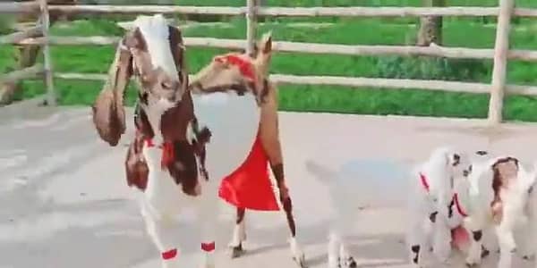 Desi Bakri For Sale__ 03081612776
