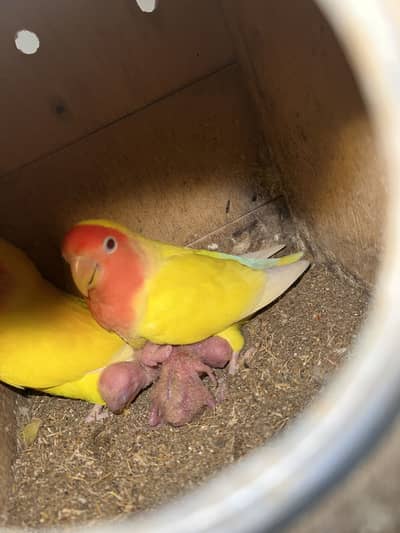 LUTINO BREEDER PAIRS