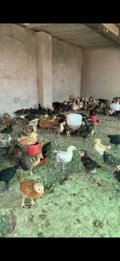 Golden misri hens