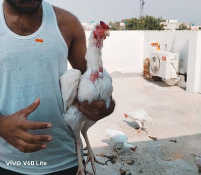 Aseel Pair/ Heera Murga/ Aseel breeder/ Paper white