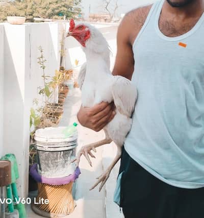 Aseel Pair/ Heera Murga/ Aseel breeder/ Paper white