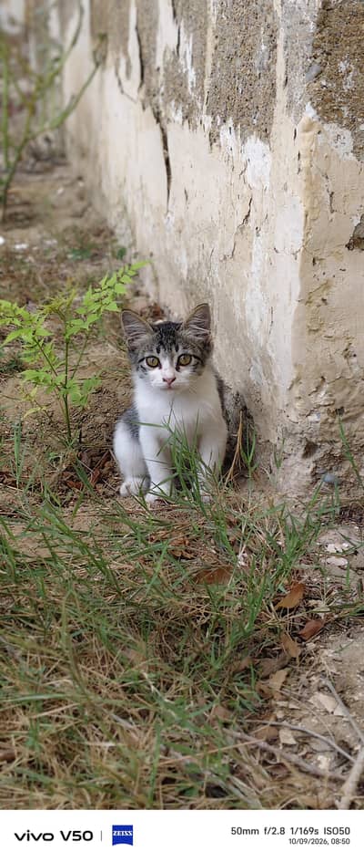 home palto cats