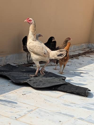 Pakistani female