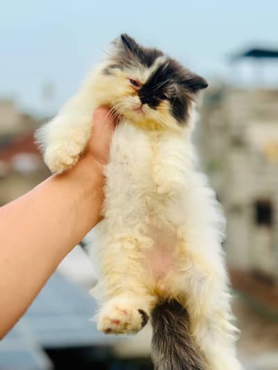 Peki face persian kittens | cats | Cfa kittens | cats | tebby kittens
