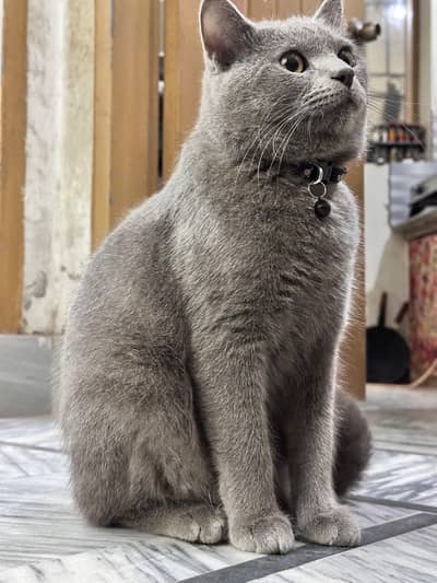 cat for sale