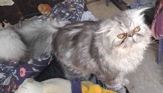 Peki face kittens | Persian kittens | cats | cfa bloodline | cats