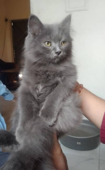 beautiful male kitten