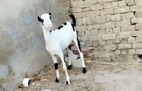 *Pure Teddy Ablak Female Goat | Ablak Teddi _black and white goat*