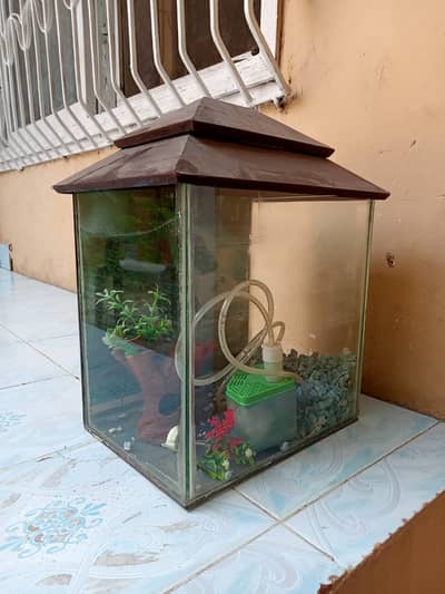 Fish aquarium