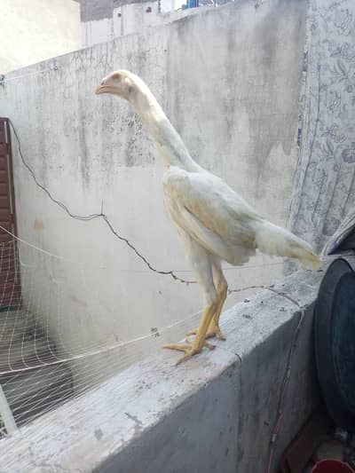 Shame pair Chicks Pair  ( 03204661930 ) WhatsApp for details