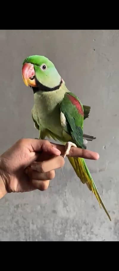 raw Parrots full hndtme zero bite talking for sale wtsp 03204847881