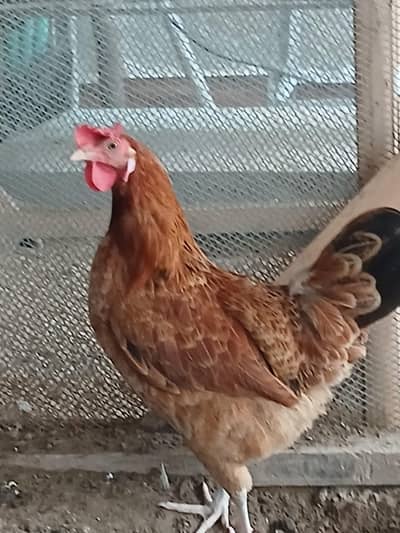 Egg laying desi murgi
