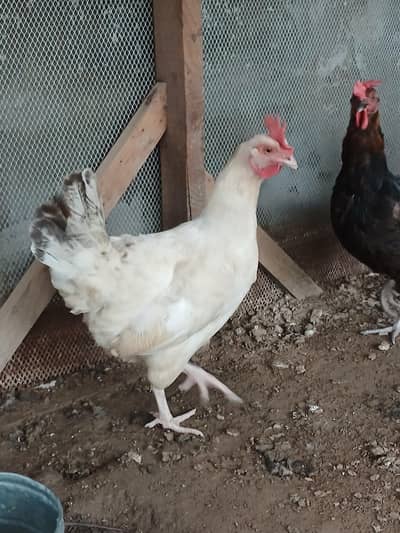 Egg laying desi murgi