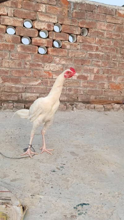 White Aseel patha pathi