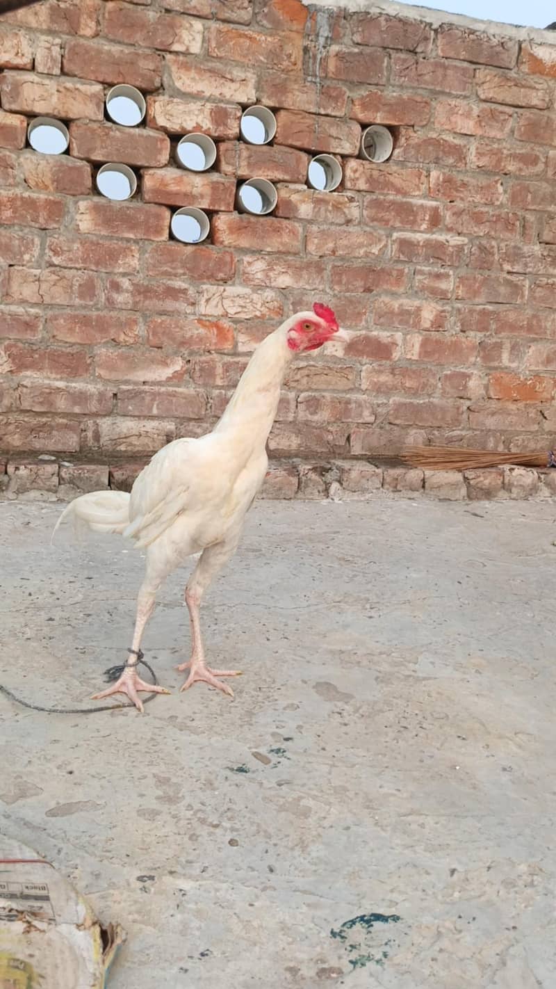 White Aseel patha pathi 0