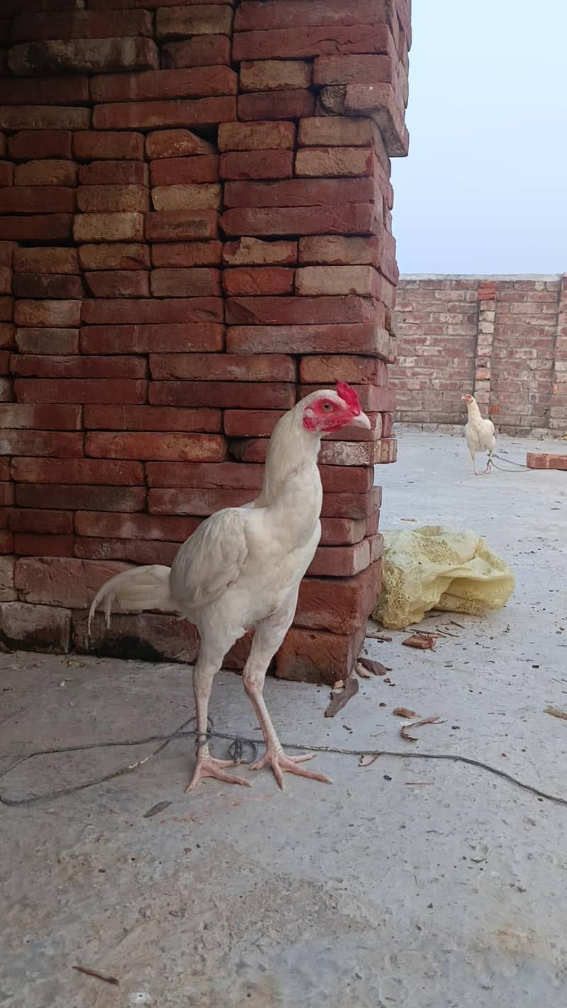 White Aseel patha pathi 1