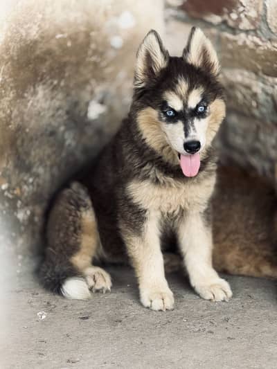 Siberian husky puppy