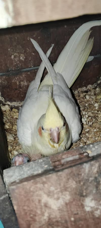 cockatiel breeder pair with 2 chicks for sale